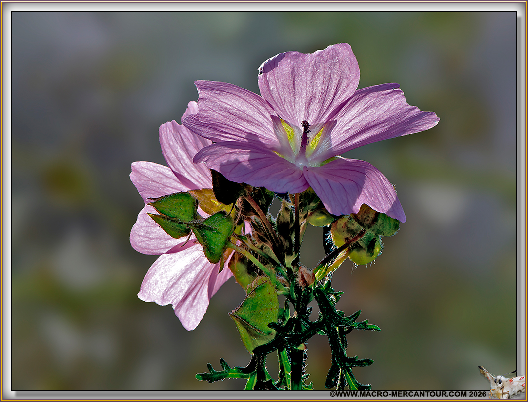 Mauve alc&eacute;e